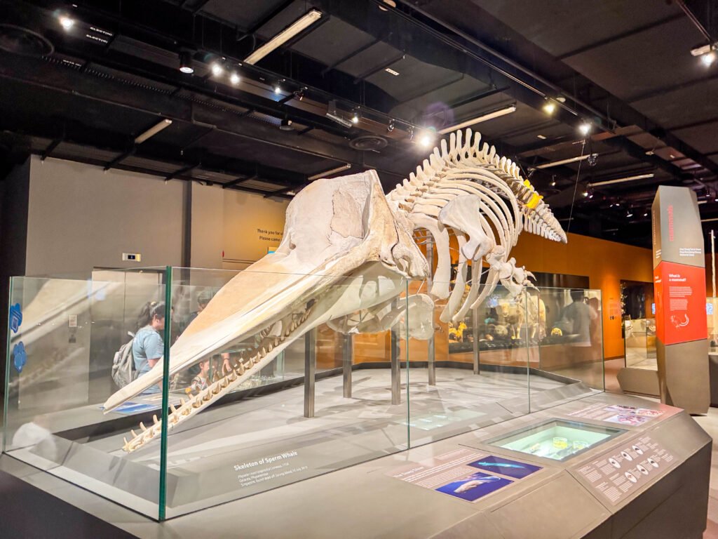 Lee Kong Chian Natural History Museum: PAW Patrol Dino Adventure for Little Explorers img 3105