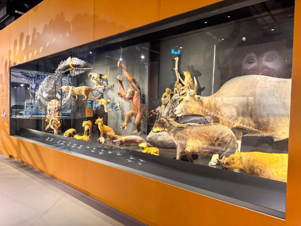 Lee Kong Chian Natural History Museum: PAW Patrol Dino Adventure for Little Explorers img 3119